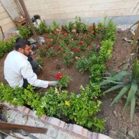باغبانی چمن کاری تیلرزنی درختکاری  هرس کاری گلکاری