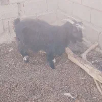 بز چاق|حیوانات مزرعه|تیمور آباد, |دیوار