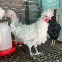 فروشش فوری لهستانی