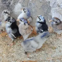 جوجه مرغ و خروس لاری|حیوانات مزرعه|شیراز, شاهچراغ|دیوار