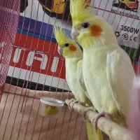 یه جفت عروس هلندی  آلبینو با قفس