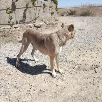 سگ نگهبان سراب|سگ|قروه, |دیوار