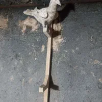 کفتر