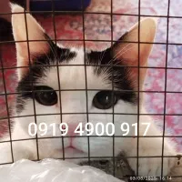 سیم کارت 0919بسیار رند و بیاد ماندنی