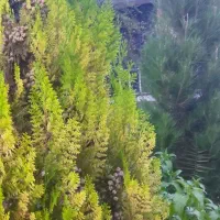 باغ ویلای|فروش خانه و ویلا|شیراز, بید زرد|دیوار