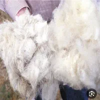 پشم گوسفند