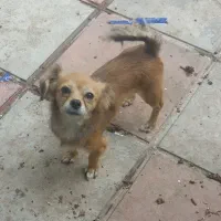 سگ های اشپیز|سگ|بندر انزلی, کارآموزی|دیوار