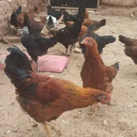 مرغ و جوجه گل پایگان سلامت و تخم گذار