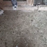 ابلغ سبز نر مقلوف دم سفید