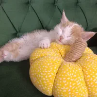 بچه گربه ملوس. واکسن خورده