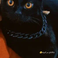 ۲میلیون تومان مژدگانی  برای گمشده در مسکن مهر