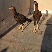 مرغ لاری|حیوانات مزرعه|قم, سنگ بند|دیوار