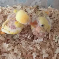 برزیلی اوپال