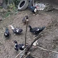 اردک اسرائیلی