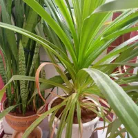 گل بزرگ همراه با گلدان|گل و گیاه طبیعی|پاتاوه, |دیوار