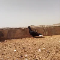 جوجه زاغ دم سفید کاکلی|پرنده|مشهد, وکیل‌آباد|دیوار