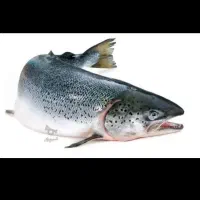 ماهی قزل آلا