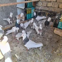 طوقی ساده نروماده