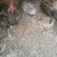 مرغوخروس مینیاتوری