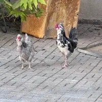 تخم مرغ گلین طوسی|حیوانات مزرعه|فیروزآباد (فارس), |دیوار