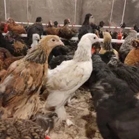 نیمچه نوچه ۷۰ روزه و ۴ ماهه+جوجه واکسن خورده بلک|حیوانات مزرعه|قم, نیروگاه|دیوار