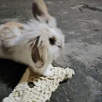 بچه خرگوش 35روزو 45روز|موش و خرگوش|رشت, یخسازی|دیوار