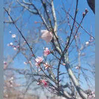 باغ شهری روستای جونجان مرودشت|فروش زمین و ملک کلنگی|مرودشت, ده بید|دیوار