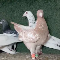 12 تا پرنده|پرنده|محمدیه-قزوین, |دیوار