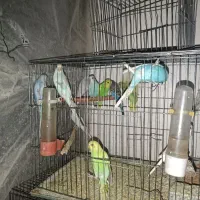 مرغ عشق|پرنده|مشگین شهر, |دیوار