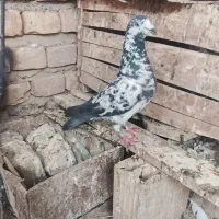 مجسمه|مجسمه، تندیس، ماکت|زابل, |دیوار