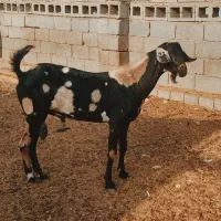 فروش کهره نری