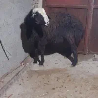 قوچ شال|حیوانات مزرعه|قیدار, |دیوار