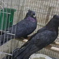 کبوتر زاغ صرب|پرنده|قدس, شهرک دانش|دیوار