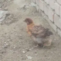 جوجه