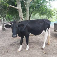 گاو و گوساله