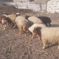 فروش بره نر|حیوانات مزرعه|دره شهر, |دیوار