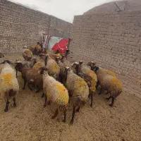 میش بره