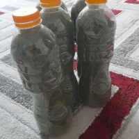 شوید خشک