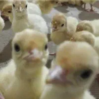 بوقلمون بیوتی جوجه