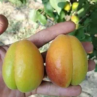 خرید بدون واسطه انواع ارقام نهال با کیفیت|خدمات باغبانی و درختکاری|اصفهان, باغ فردوس|دیوار