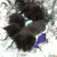 واگذاری خیلی خیلی فوری ونوزادگربه دی اس اچ