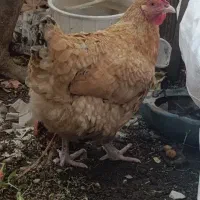 مرغ رسمی تخم گذار