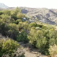 کارگر پسته چین خانوادگی خواستین درخدمتیم