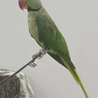 شاه طوطی