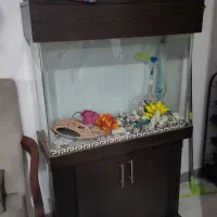 اکواریوم خارجی یک تیکه خم با کمد لوازم|ماهی|هشتگرد, فاز ۱ مهستان|دیوار