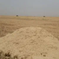 فروش پنجاه تن کاه