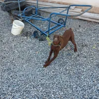 دوبرمن بلوطی خالص پررو نر