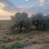 باغ-ویلایی