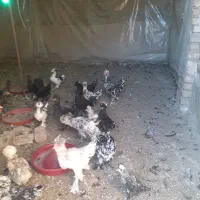 نیمچه پنچ ماهه سلطان|حیوانات مزرعه|زاویه, |دیوار