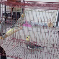 فروش یه جفت عروس هلندی